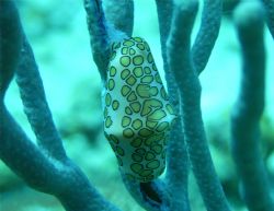 Flamingo Tounge taken in Cozumel on the Paridiso Reef. Se... by Garry Rogers 